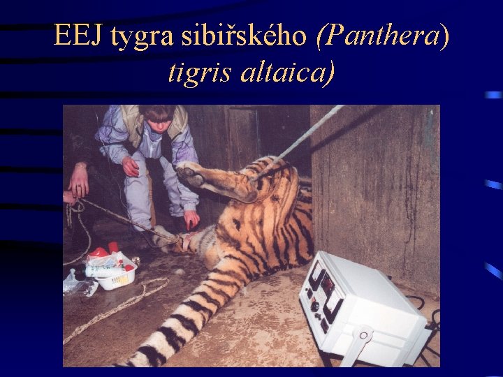 EEJ tygra sibiřského (Panthera) tigris altaica) 