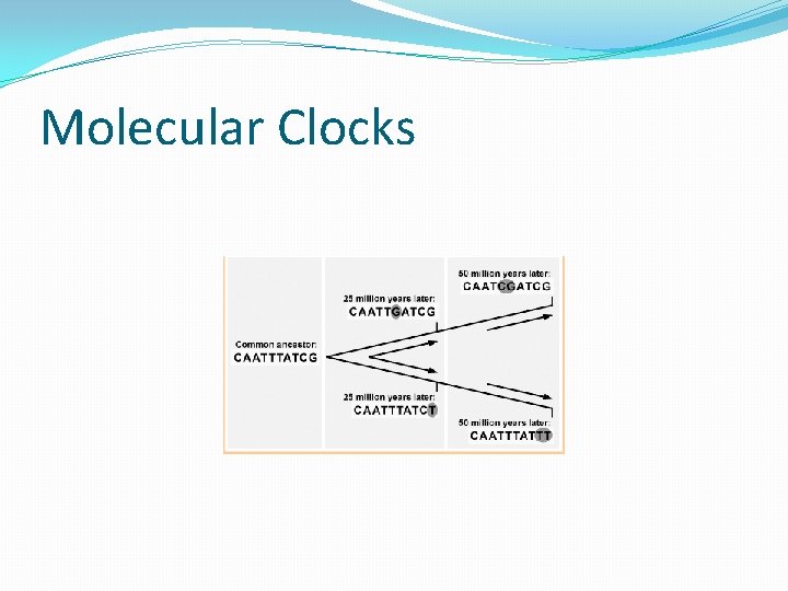 Molecular Clocks 