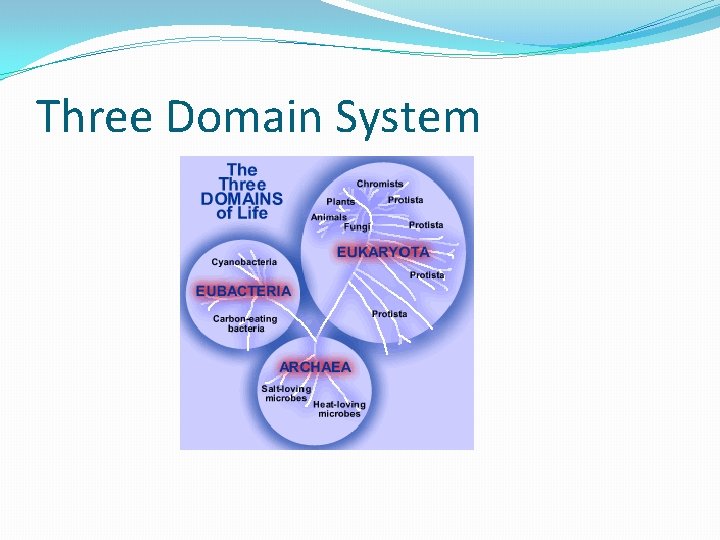 Three Domain System 