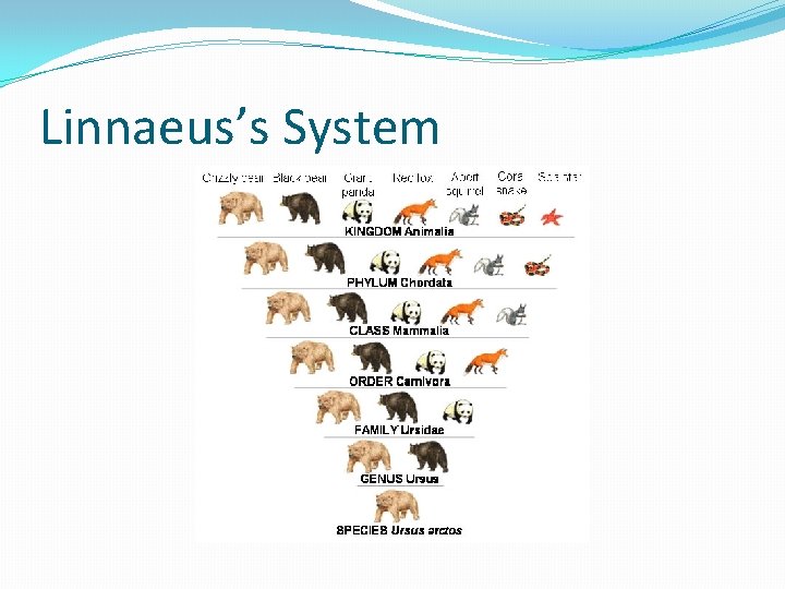 Linnaeus’s System 