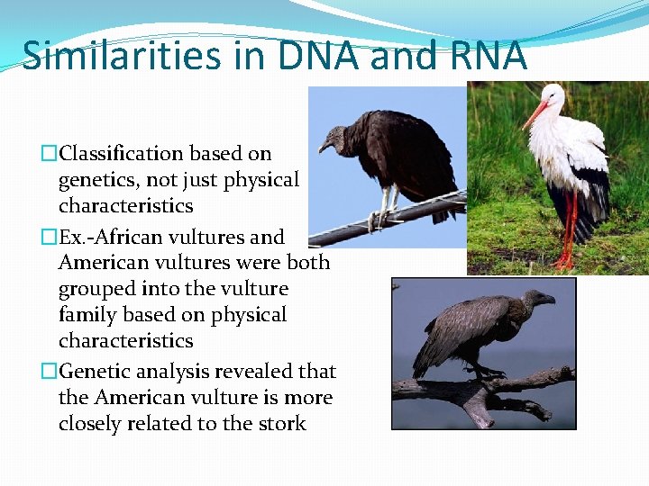 Similarities in DNA and RNA �Classification based on genetics, not just physical characteristics �Ex.