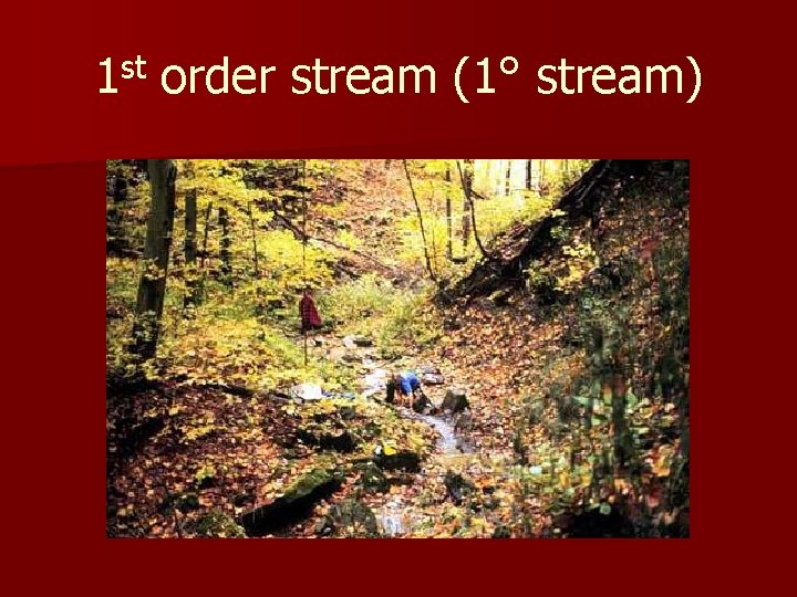 1 st order stream (1° stream) 