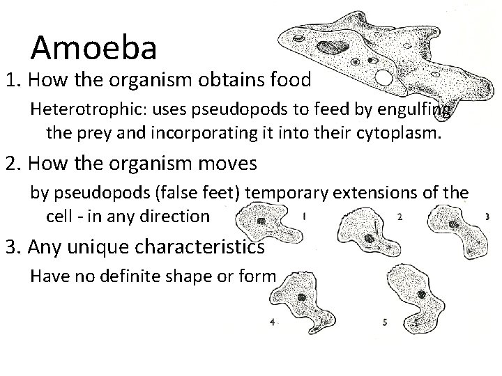 Amoeba 1. How the organism obtains food Heterotrophic: uses pseudopods to feed by engulfing