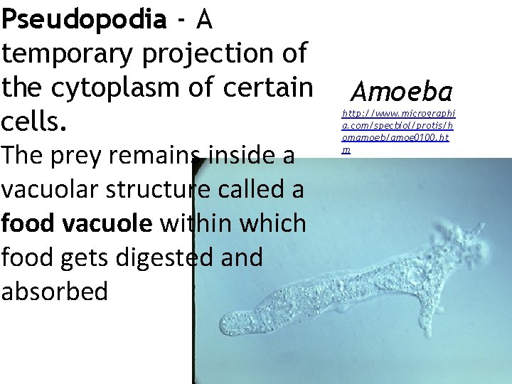 Pseudopodia - A temporary projection of the cytoplasm of certain cells. The prey remains