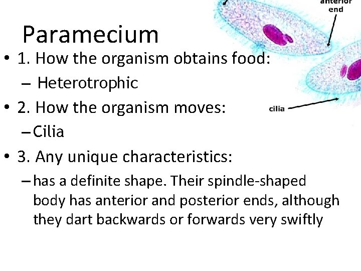 Paramecium • 1. How the organism obtains food: – Heterotrophic • 2. How the
