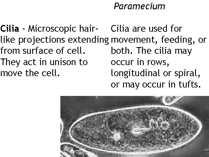 Paramecium Cilia - Microscopic hair- Cilia are used for like projections extending movement, feeding,