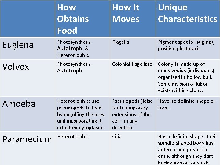 How Obtains Food How It Moves Unique Characteristics Euglena Photosynthetic Autotroph & Heterotrophic Flagella