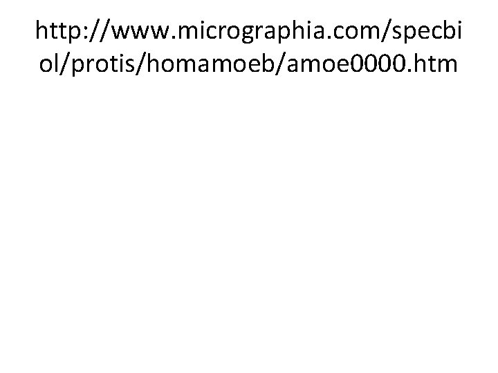 http: //www. micrographia. com/specbi ol/protis/homamoeb/amoe 0000. htm 