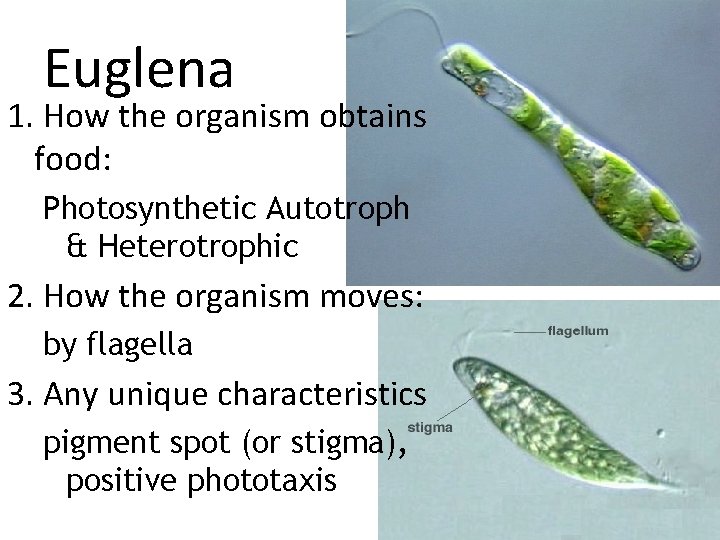 Euglena 1. How the organism obtains food: Photosynthetic Autotroph & Heterotrophic 2. How the