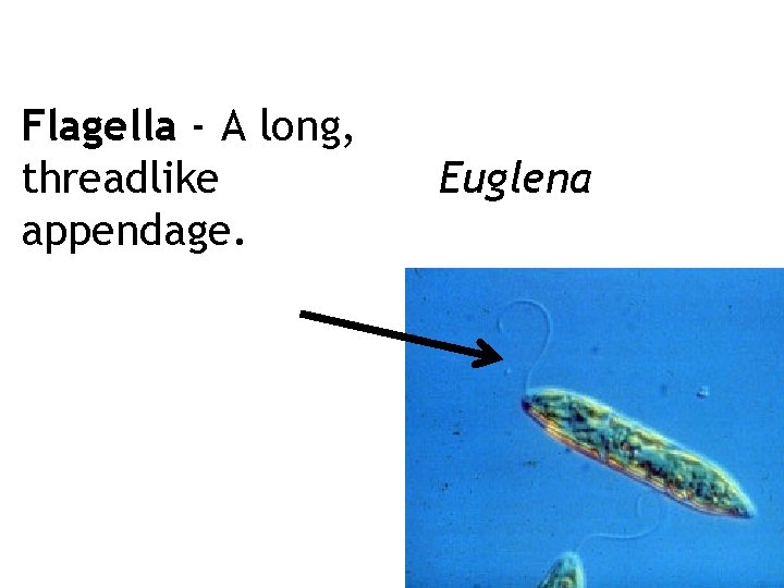 Flagella - A long, threadlike appendage. Euglena 