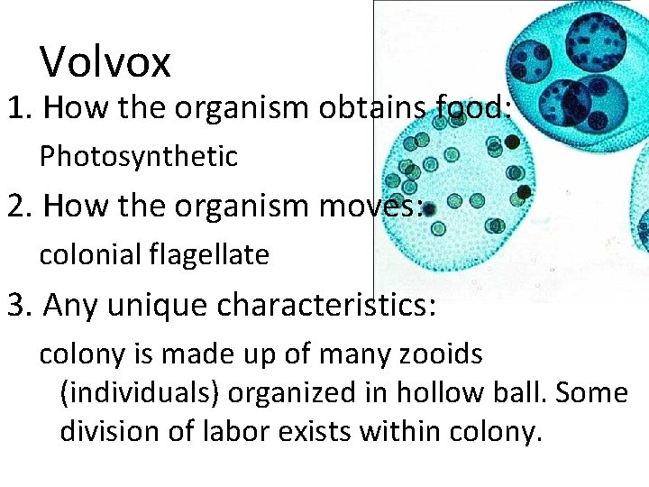 Volvox 1. How the organism obtains food: Photosynthetic 2. How the organism moves: colonial