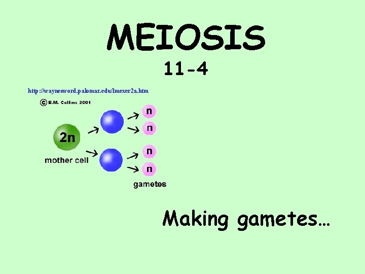 MEIOSIS 11 -4 http: //waynesword. palomar. edu/lmexer 2 a. htm Making gametes… 