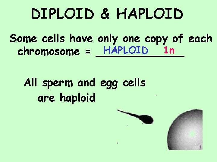 DIPLOID & HAPLOID Some cells have only one copy of each HAPLOID 1 n