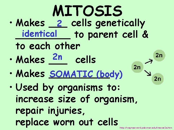 MITOSIS • Makes ___ 2 cells genetically identical _____ to parent cell & to