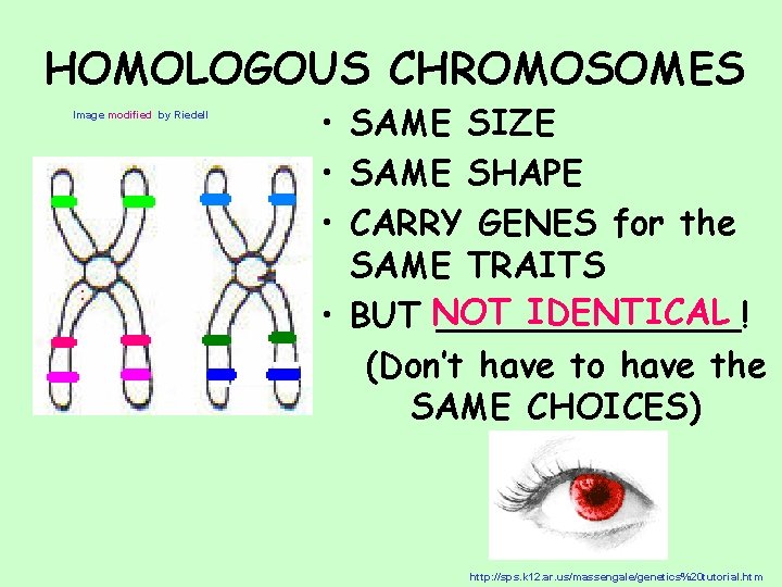 HOMOLOGOUS CHROMOSOMES Image modified by Riedell • SAME SIZE • SAME SHAPE • CARRY