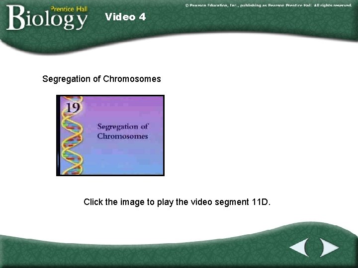 Video 4 Segregation of Chromosomes Click the image to play the video segment 11