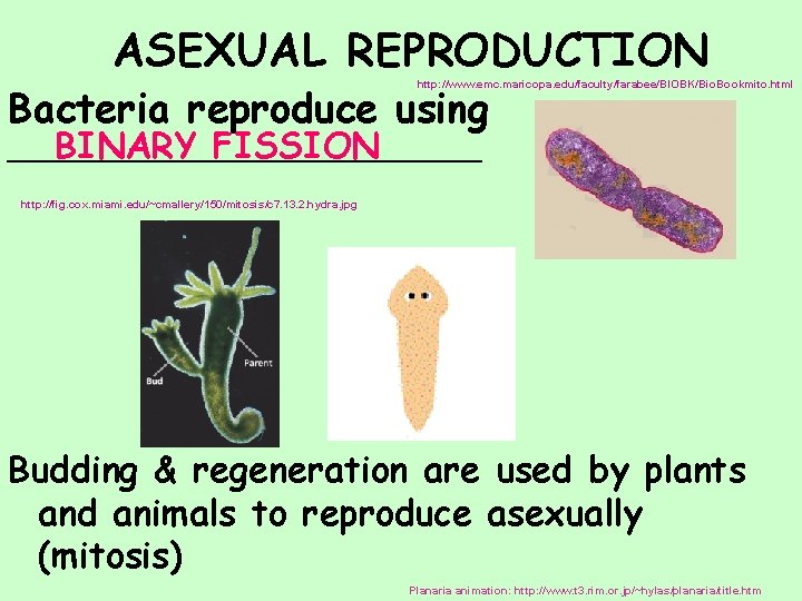 ASEXUAL REPRODUCTION Bacteria reproduce using http: //www. emc. maricopa. edu/faculty/farabee/BIOBK/Bio. Bookmito. html BINARY FISSION