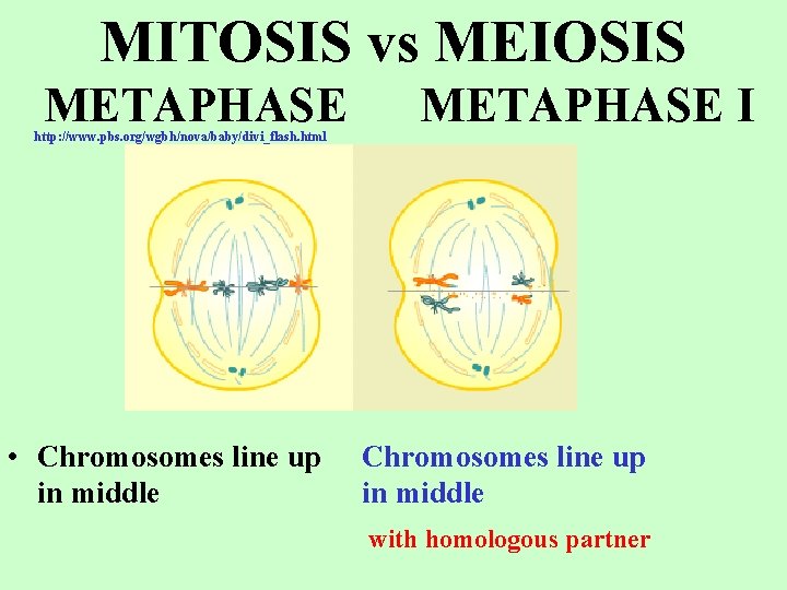 MITOSIS vs MEIOSIS METAPHASE http: //www. pbs. org/wgbh/nova/baby/divi_flash. html • Chromosomes line up in