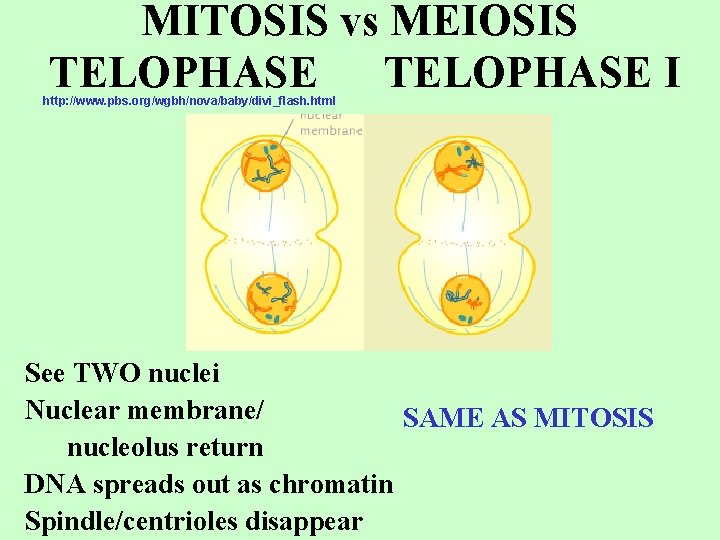 MITOSIS vs MEIOSIS TELOPHASE I http: //www. pbs. org/wgbh/nova/baby/divi_flash. html See TWO nuclei Nuclear