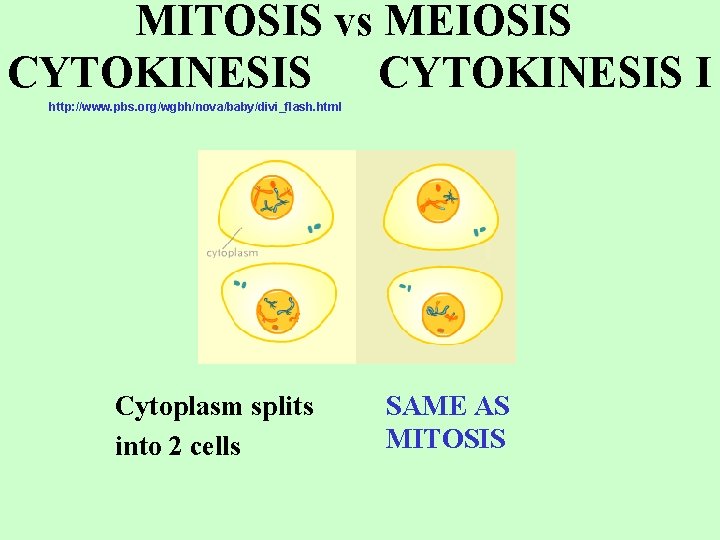 MITOSIS vs MEIOSIS CYTOKINESIS I http: //www. pbs. org/wgbh/nova/baby/divi_flash. html Cytoplasm splits into 2