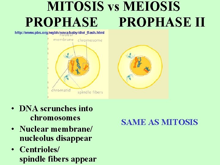MITOSIS vs MEIOSIS PROPHASE II http: //www. pbs. org/wgbh/nova/baby/divi_flash. html • DNA scrunches into