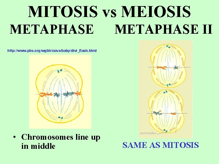 MITOSIS vs MEIOSIS METAPHASE II http: //www. pbs. org/wgbh/nova/baby/divi_flash. html • Chromosomes line up