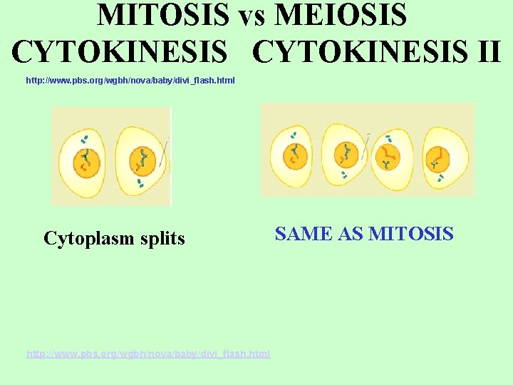 MITOSIS vs MEIOSIS CYTOKINESIS II http: //www. pbs. org/wgbh/nova/baby/divi_flash. html Cytoplasm splits http: //www.