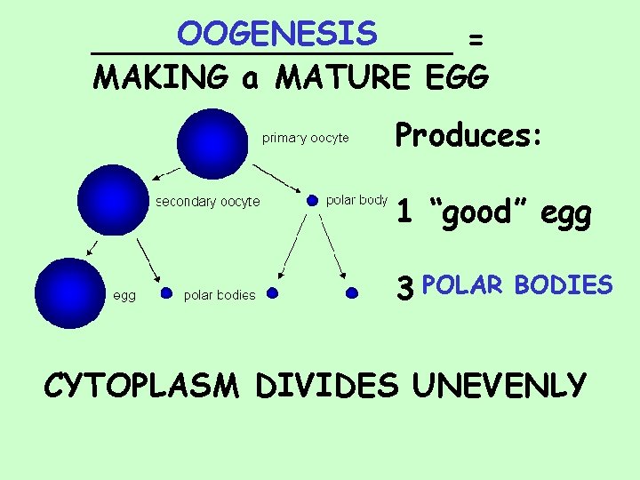 OOGENESIS _________ = MAKING a MATURE EGG Produces: 1 “good” egg 3 POLAR BODIES