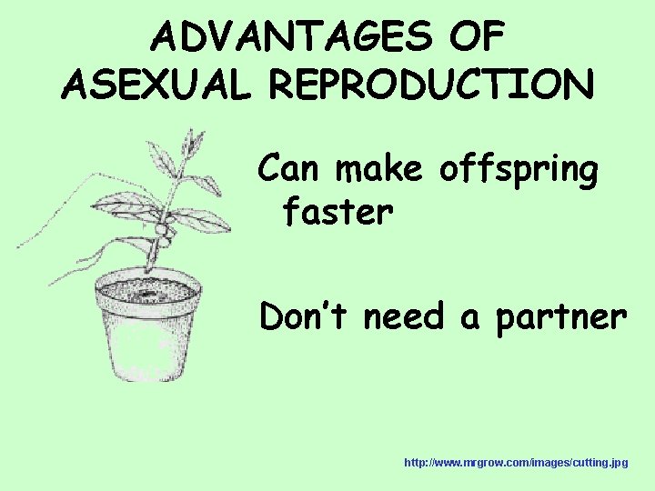 ADVANTAGES OF ASEXUAL REPRODUCTION Can make offspring faster Don’t need a partner http: //www.