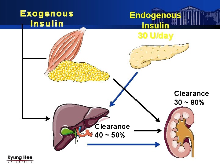 Exogenous Insulin Endogenous Insulin 30 U/day Clearance 30 ~ 80% Clearance 40 ~ 50%