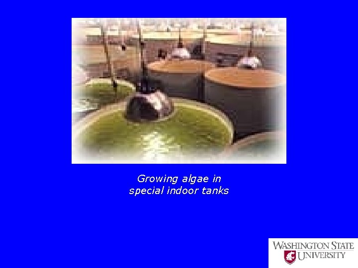 Growing algae in special indoor tanks 