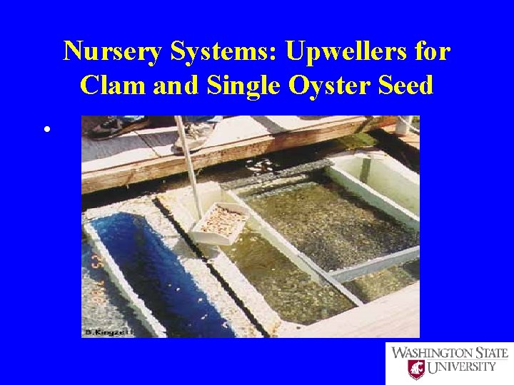 Nursery Systems: Upwellers for Clam and Single Oyster Seed • 