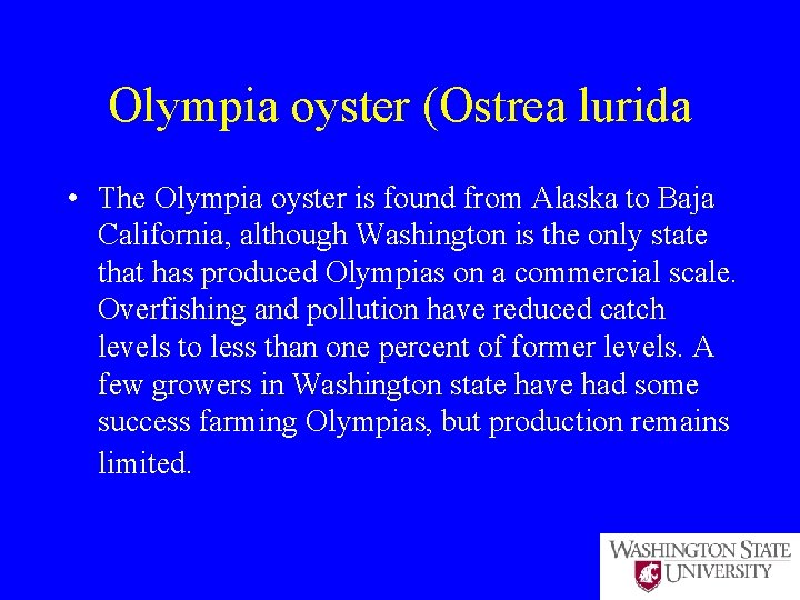 Olympia oyster (Ostrea lurida • The Olympia oyster is found from Alaska to Baja