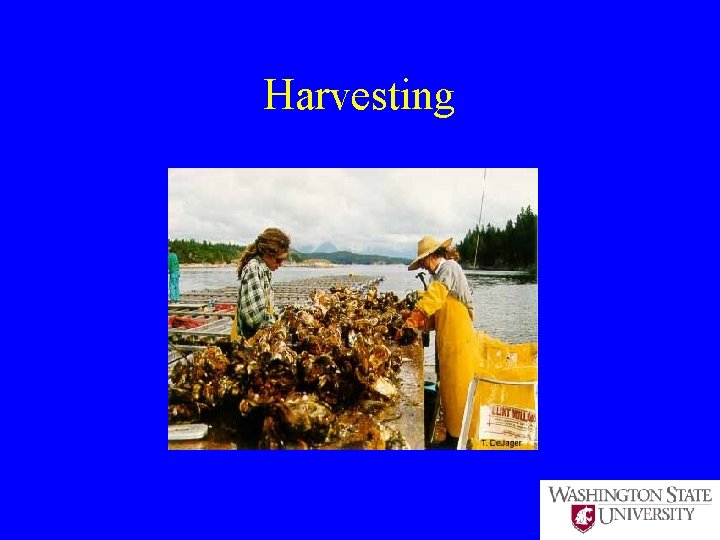 Harvesting 