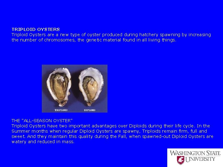 TRIPLOID OYSTERS Triploid Oysters are a new type of oyster produced during hatchery spawning