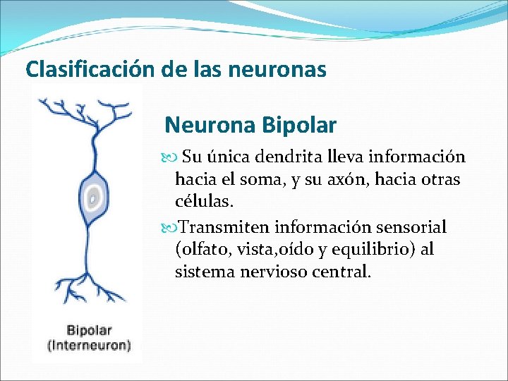 Clasificación de las neuronas Neurona Bipolar Su única dendrita lleva información hacia el soma,