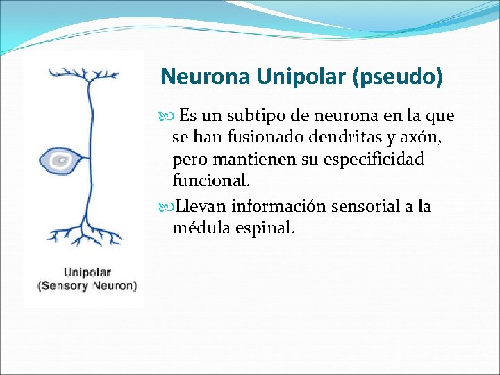 Neurona Unipolar (pseudo) Es un subtipo de neurona en la que se han fusionado