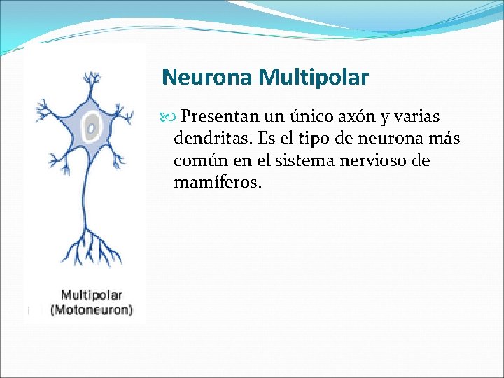 Neurona Multipolar Presentan un único axón y varias dendritas. Es el tipo de neurona