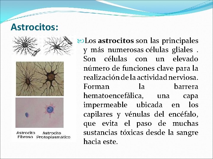 Astrocitos: Los astrocitos son las principales y más numerosas células gliales. Son células con