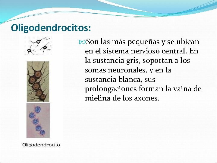 Oligodendrocitos: Son las más pequeñas y se ubican en el sistema nervioso central. En