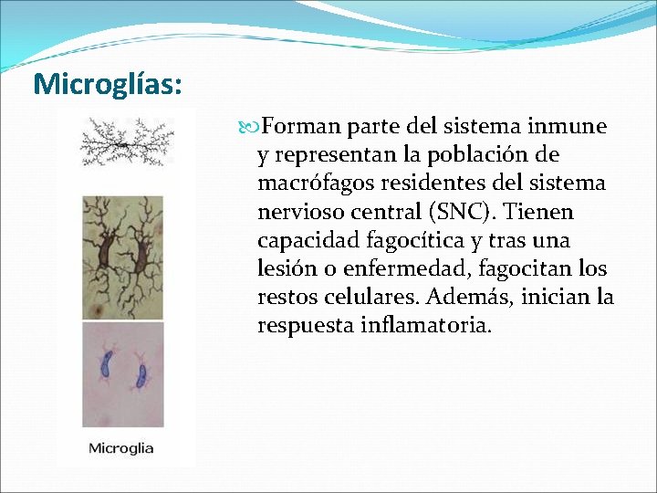 Microglías: Forman parte del sistema inmune y representan la población de macrófagos residentes del