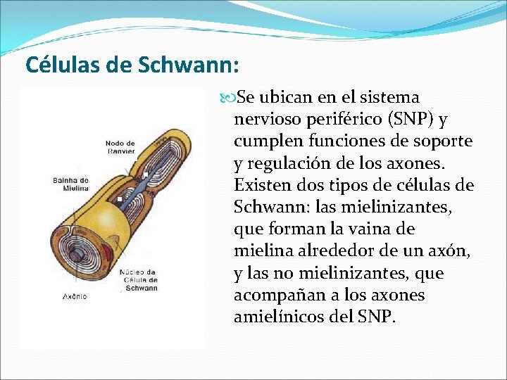 Células de Schwann: Se ubican en el sistema nervioso periférico (SNP) y cumplen funciones