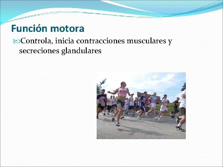 Función motora Controla, inicia contracciones musculares y secreciones glandulares 