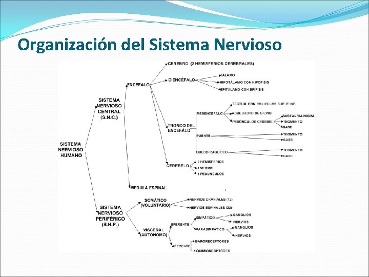 Organización del Sistema Nervioso 