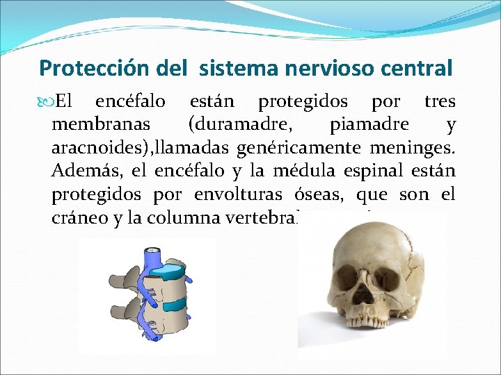 Protección del sistema nervioso central El encéfalo están protegidos por tres membranas (duramadre, piamadre