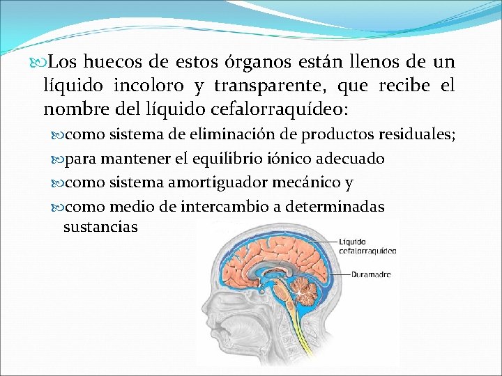  Los huecos de estos órganos están llenos de un líquido incoloro y transparente,