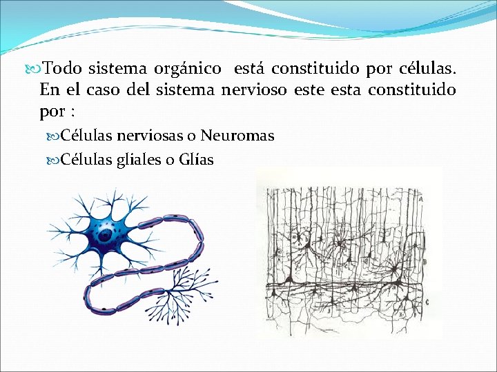  Todo sistema orgánico está constituido por células. En el caso del sistema nervioso