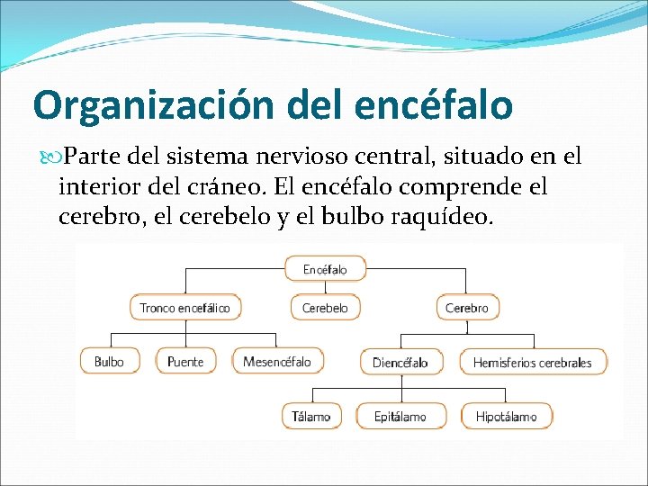 Organización del encéfalo Parte del sistema nervioso central, situado en el interior del cráneo. Organización del encéfalo Parte del sistema nervioso central, situado en el interior del cráneo.