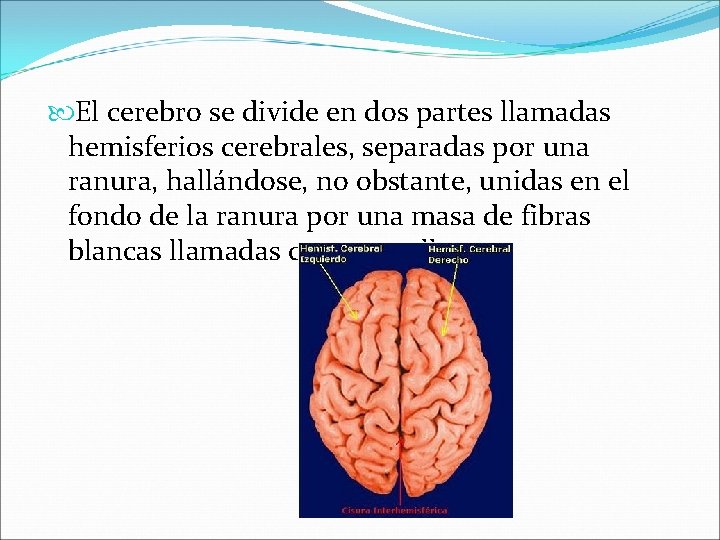  El cerebro se divide en dos partes llamadas hemisferios cerebrales, separadas por una