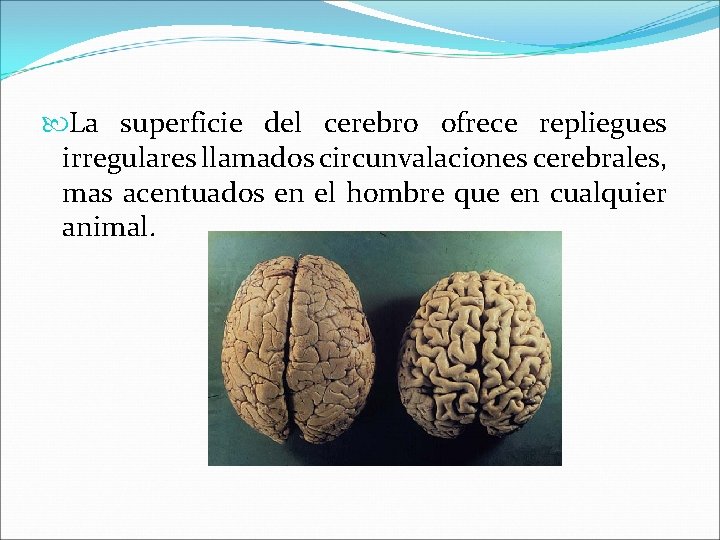  La superficie del cerebro ofrece repliegues irregulares llamados circunvalaciones cerebrales, mas acentuados en